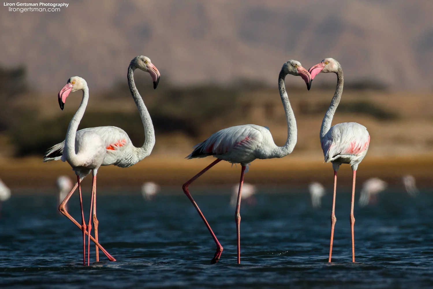 Greater-Flamingos-web.jpg