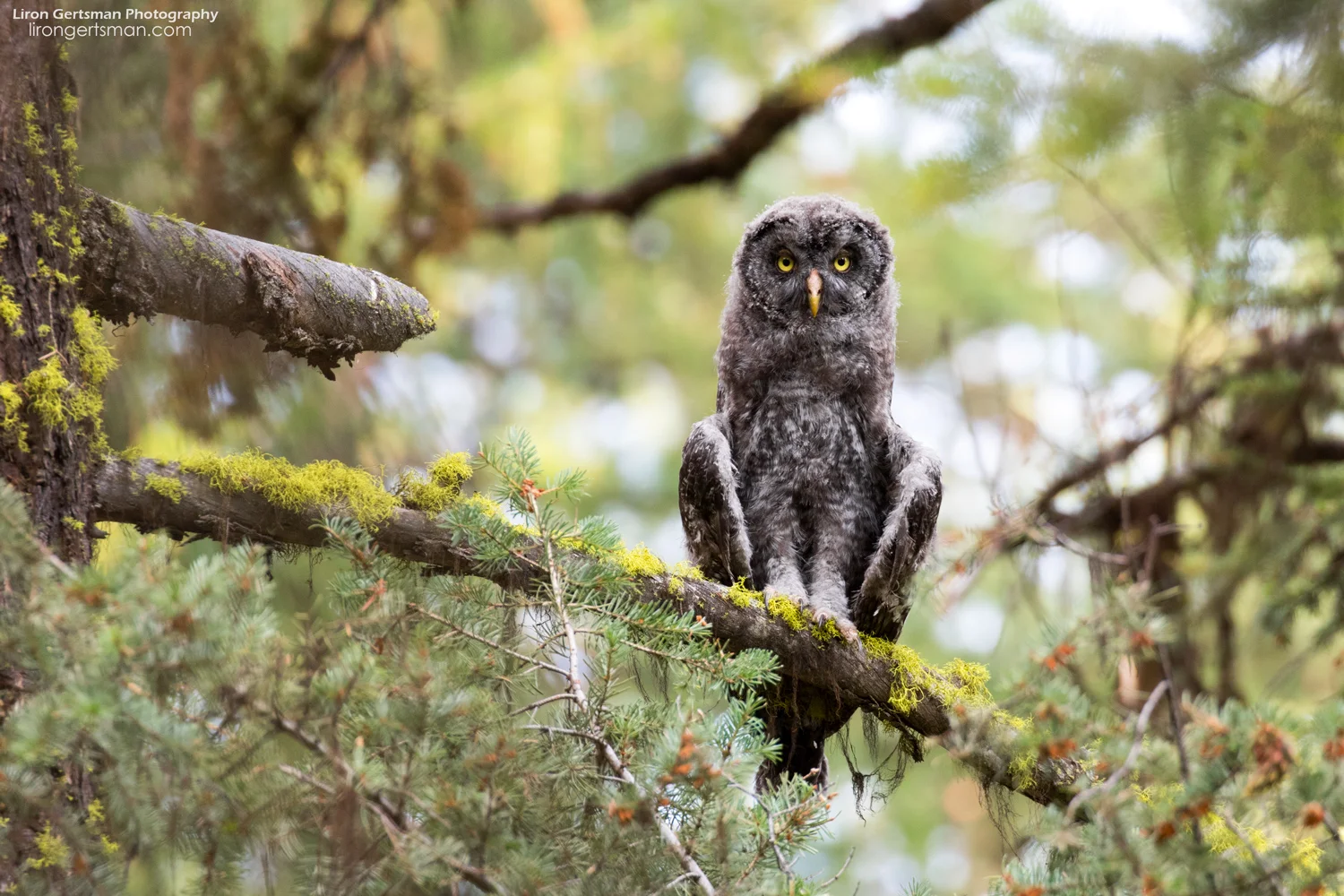 Great-Gray-Owl-juvenile-web.jpg