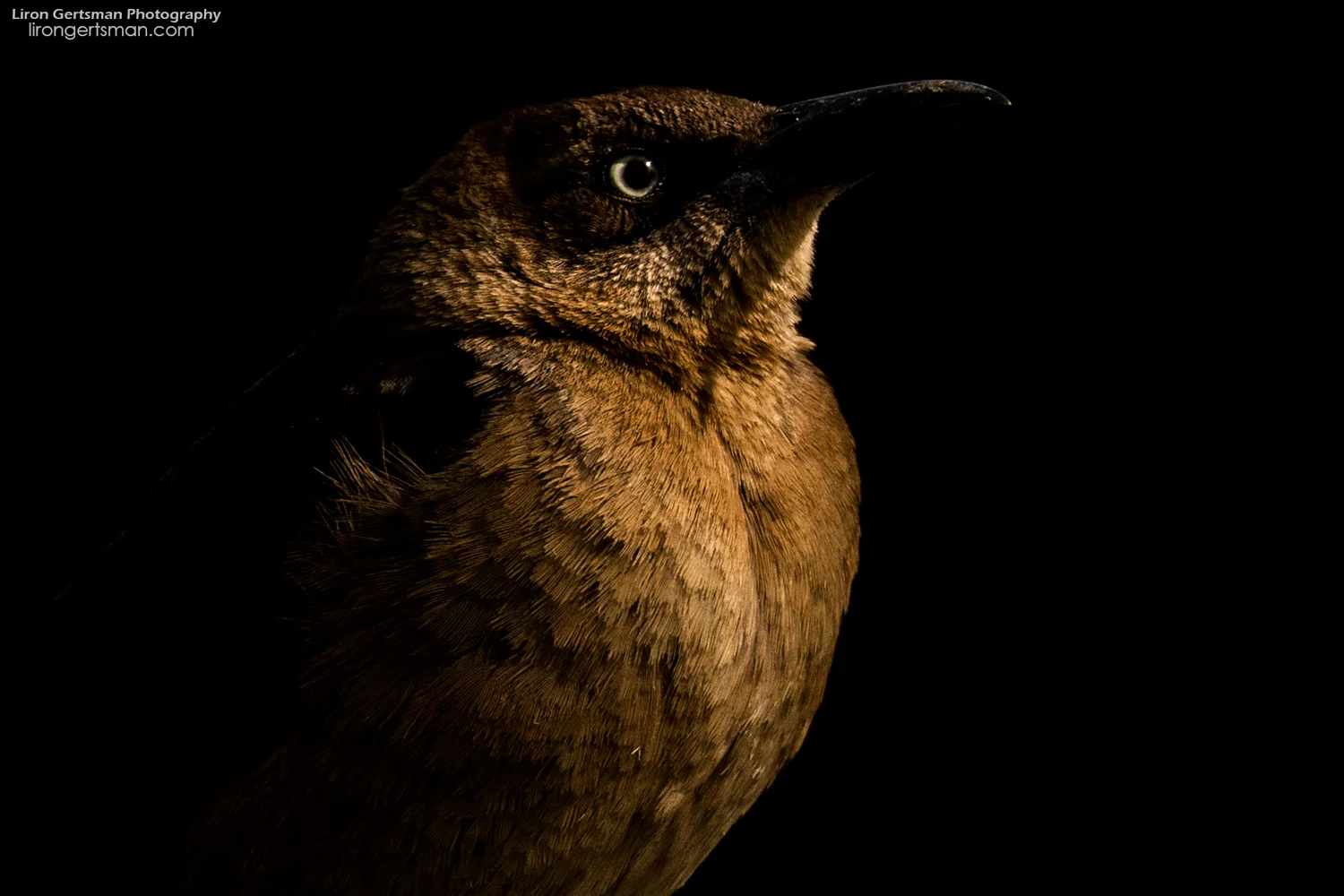 Great-tailed-Grackle-web1.jpg