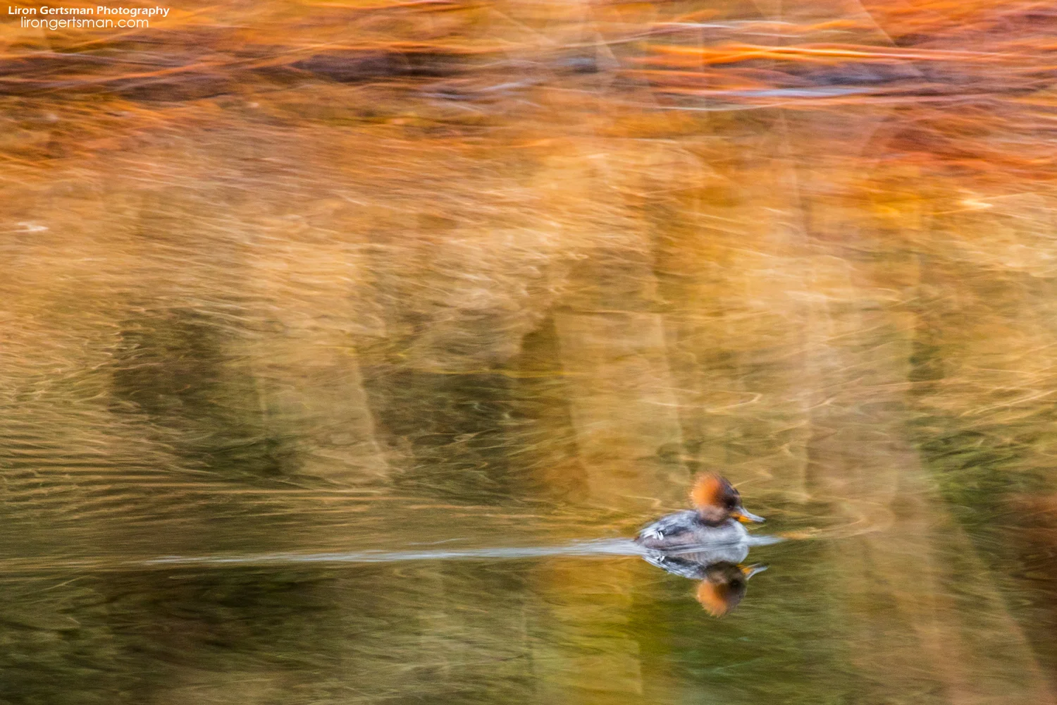 Hooded-Merganser-web.jpg