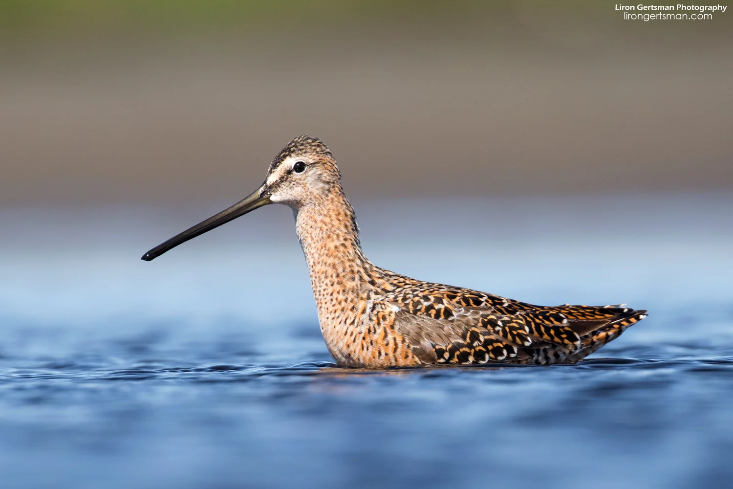 Long-billed-Dowitcher-web.jpg