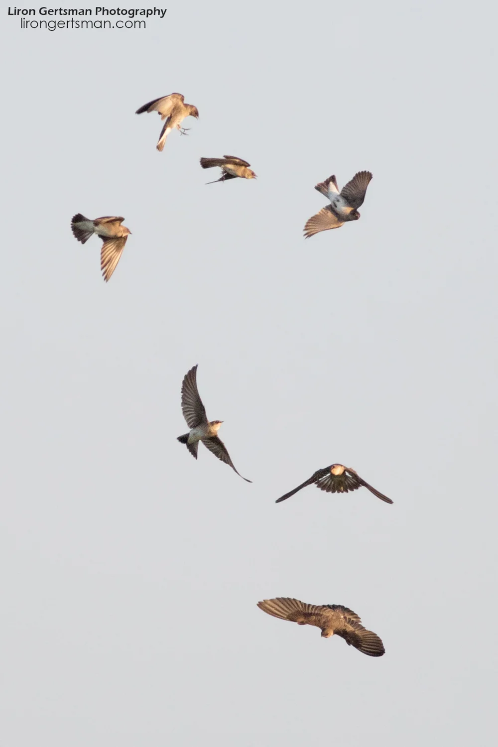 Northern-Rough-winged-Swallows-web.jpg