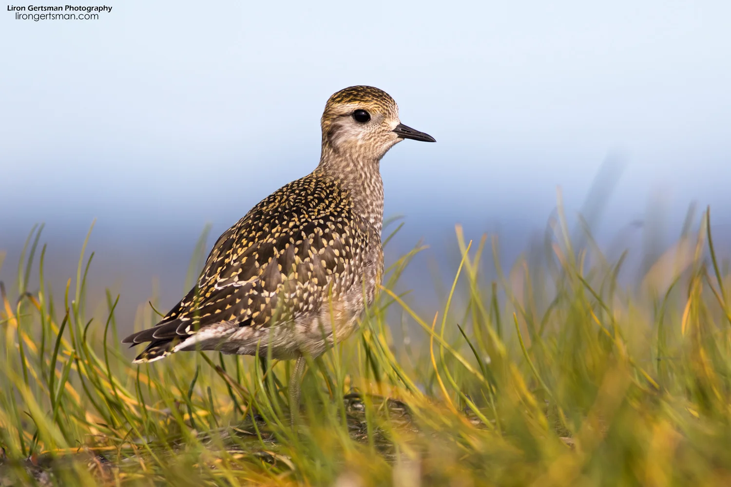 Pacific-Golden-Plover-2-web.jpg