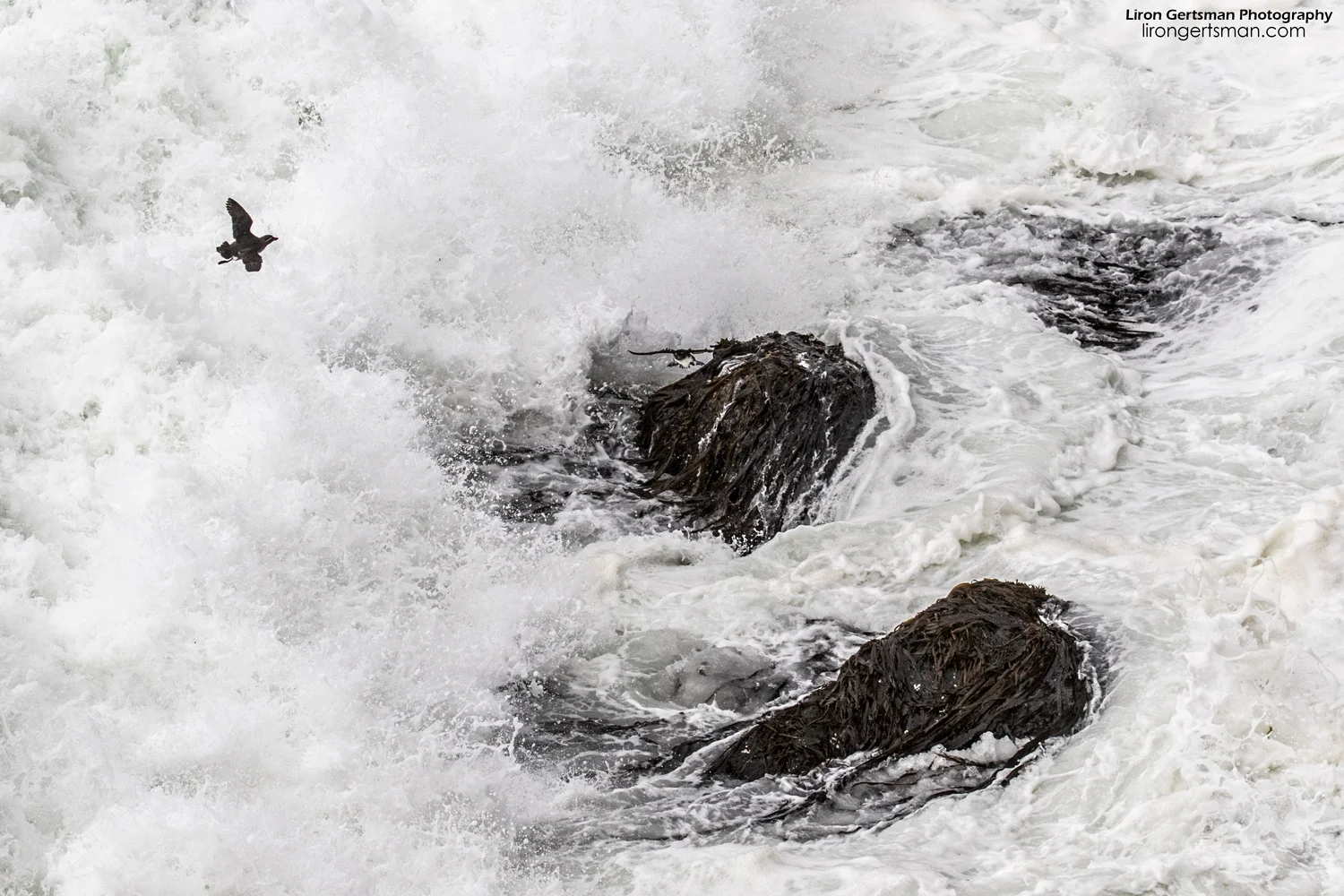 Parakeet-Auklets-waves-web.jpg