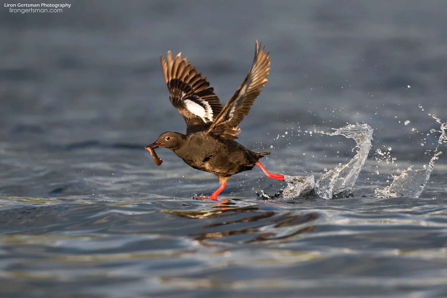 Pigeon-Guillemot-web.jpg