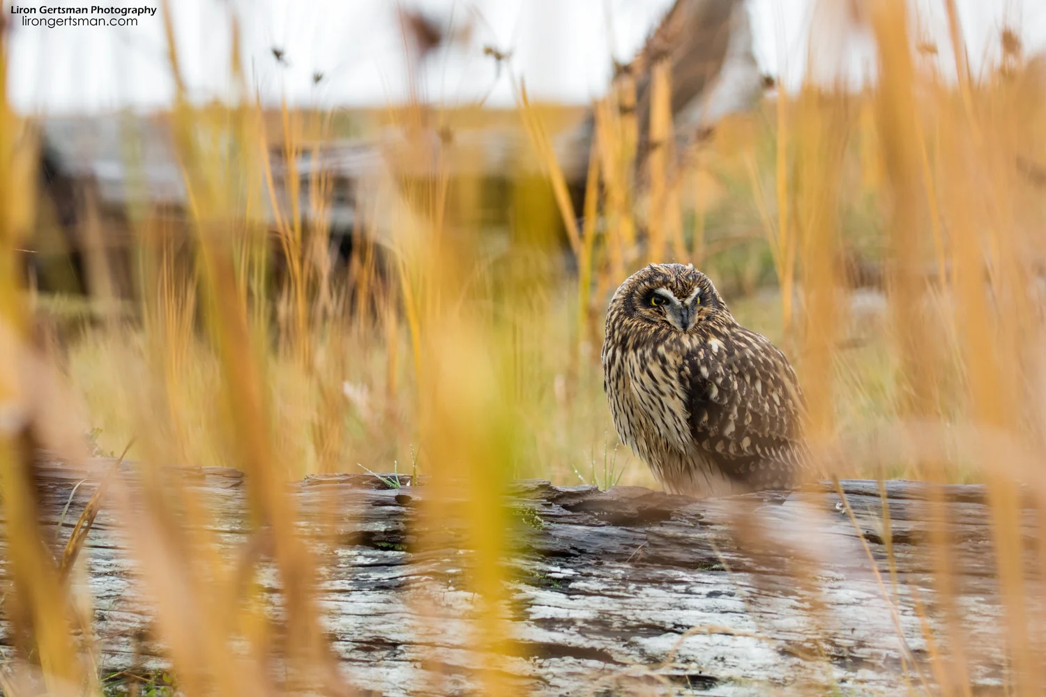 Short-eared-Owl-2-web.jpg