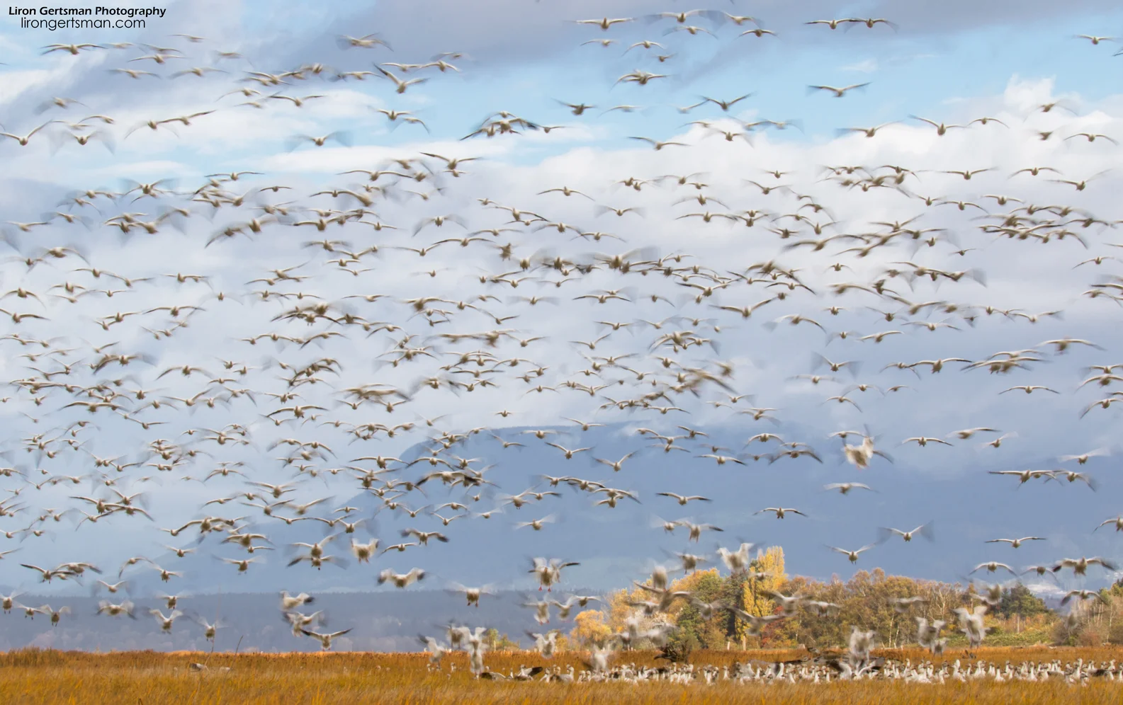 Snow-Geese-3-web.jpg