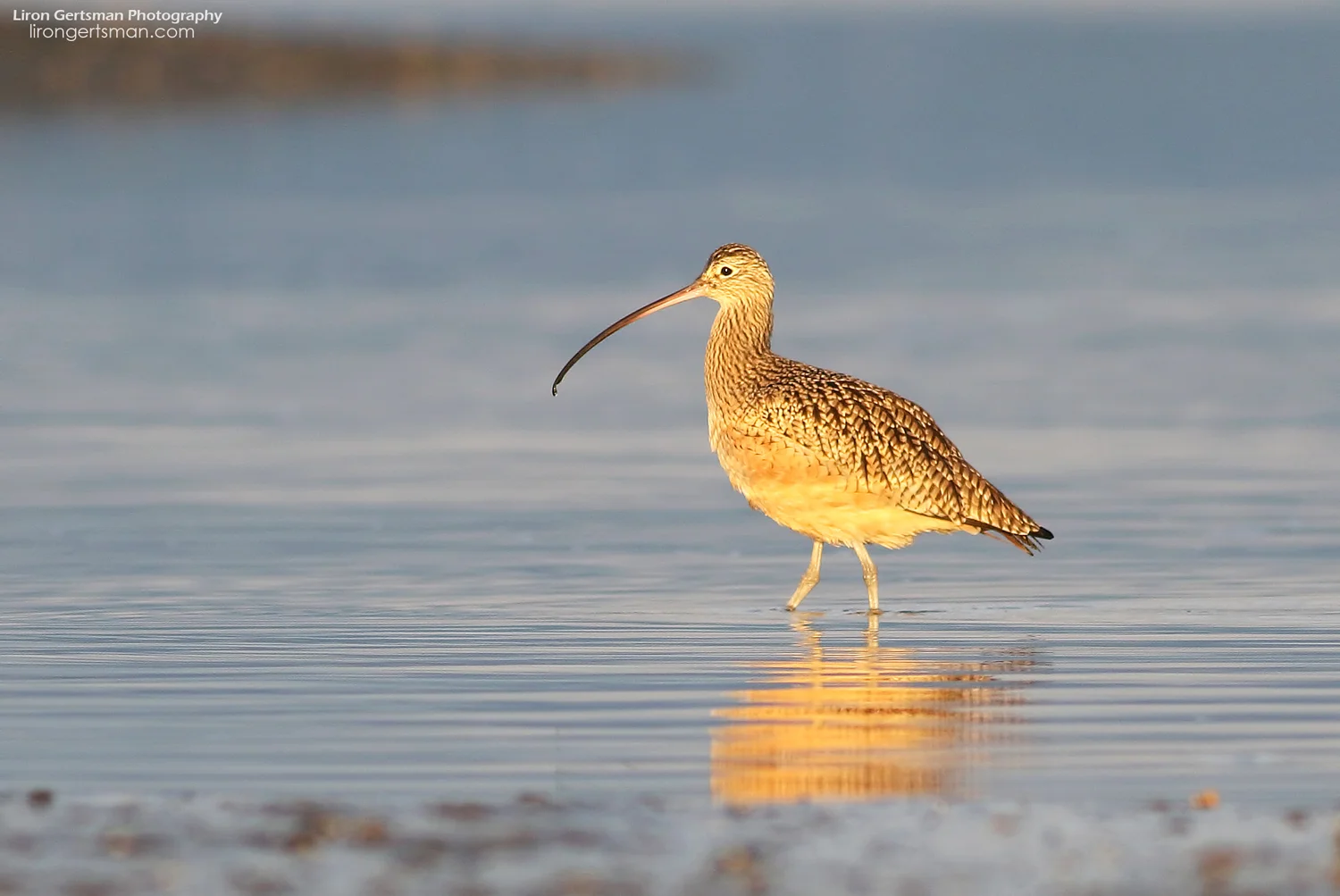 Sunset-Curlew-web.jpg