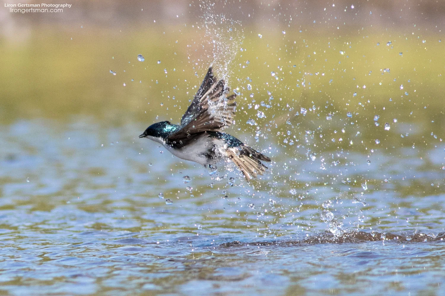 Tree-Swallow-web.jpg