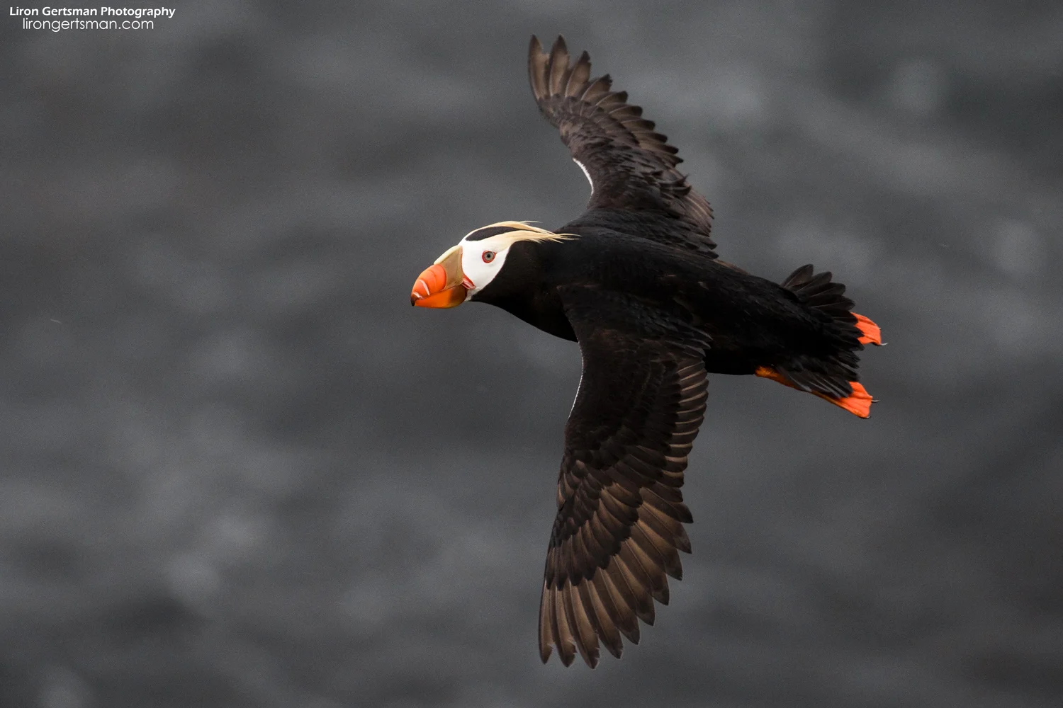 Tufted-Puffin-in-flight-web.jpg