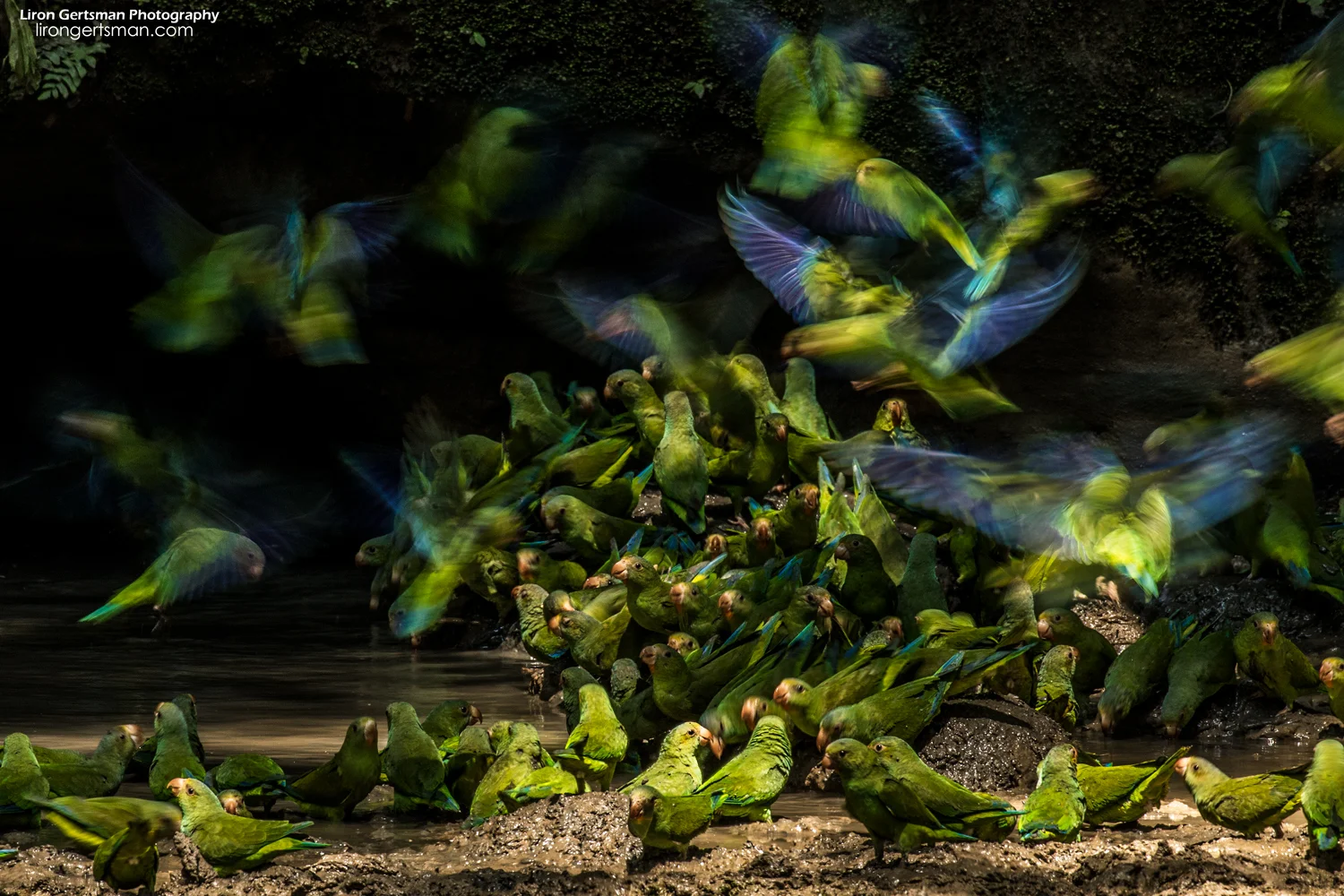 parakeets-web.jpg