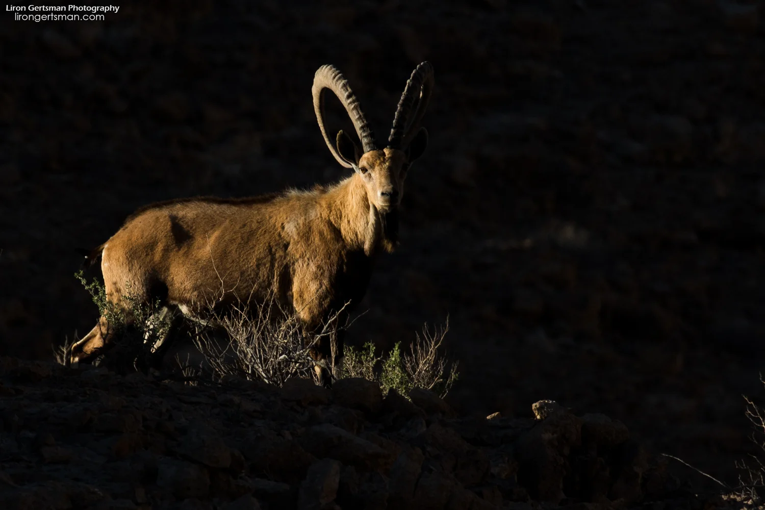 Nubian-Ibex-web.jpg