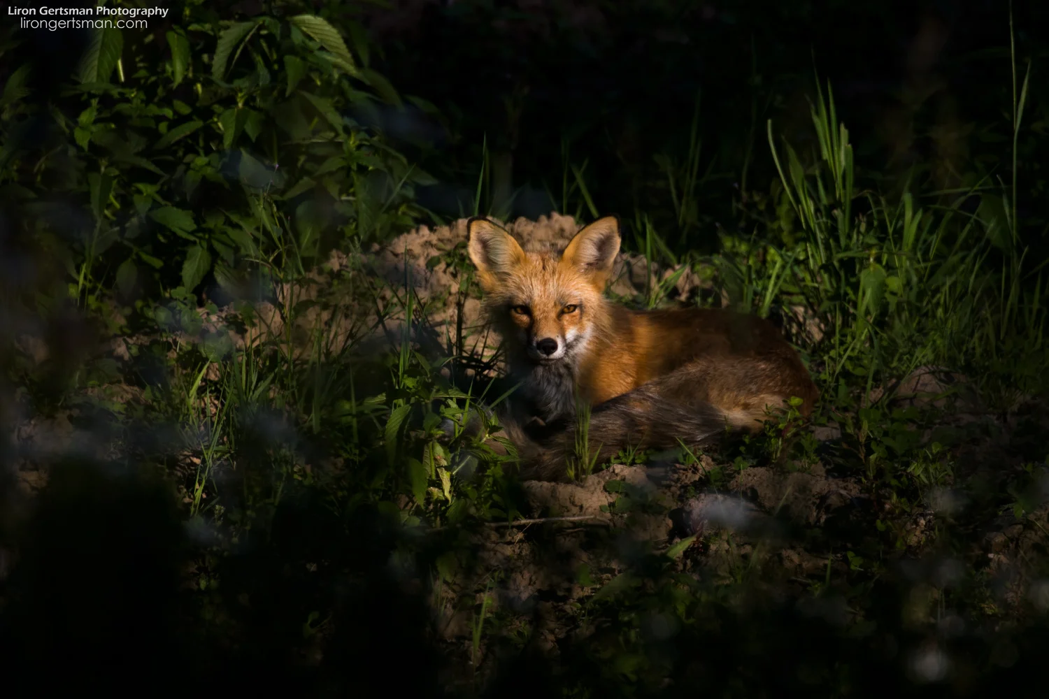Red-Fox-in-the-forest-web.jpg