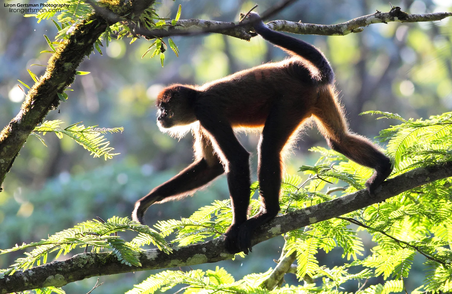 Spider-Monkey-web.jpg