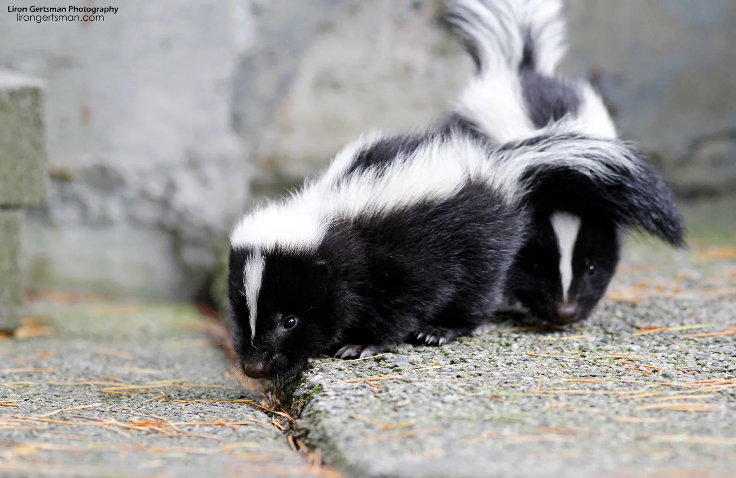 Baby-Skunks-web.jpg