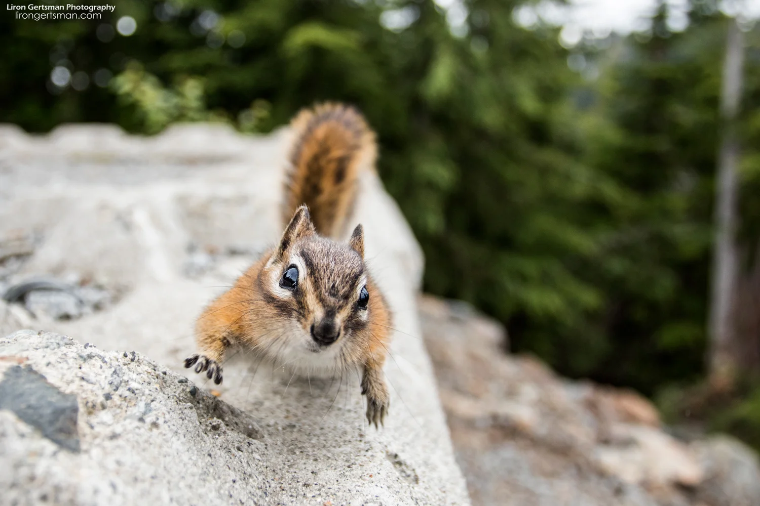 Chipmunk-01-web.jpg