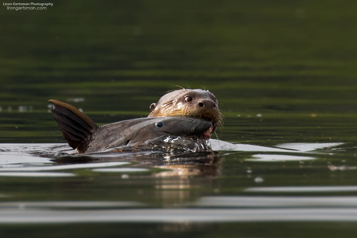 Giant-River-Otter-with-fish-web.jpg