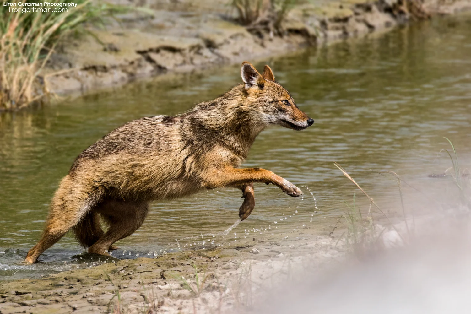 Golden-Jackal-web.jpg
