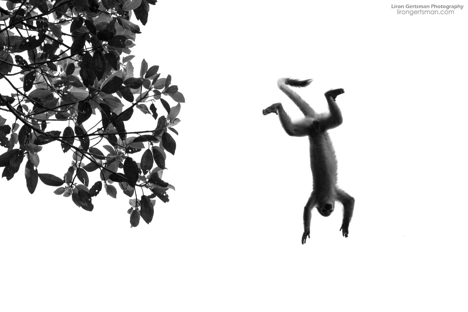 Monkey-in-flight-web.jpg