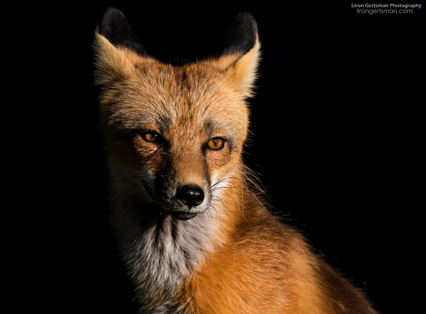Red-Fox-web.jpg