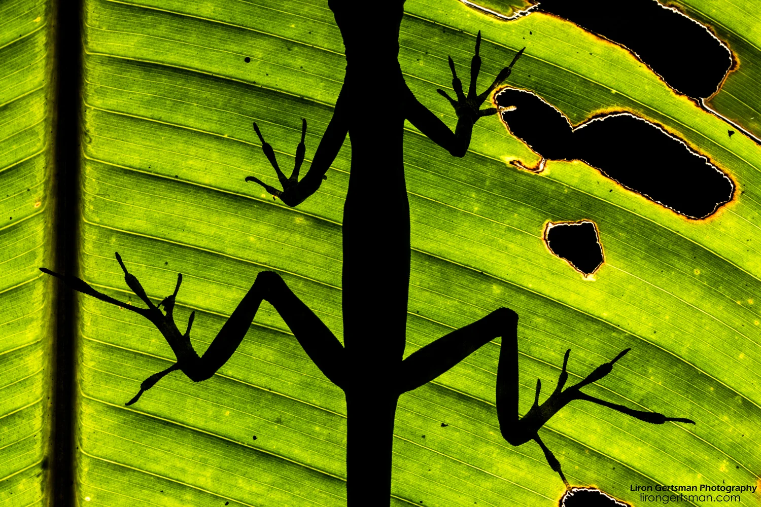 Equatorial-Anole-silhouette-web.jpg