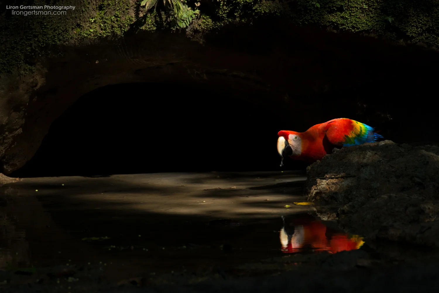 Scarlet-Macaw-web.jpg