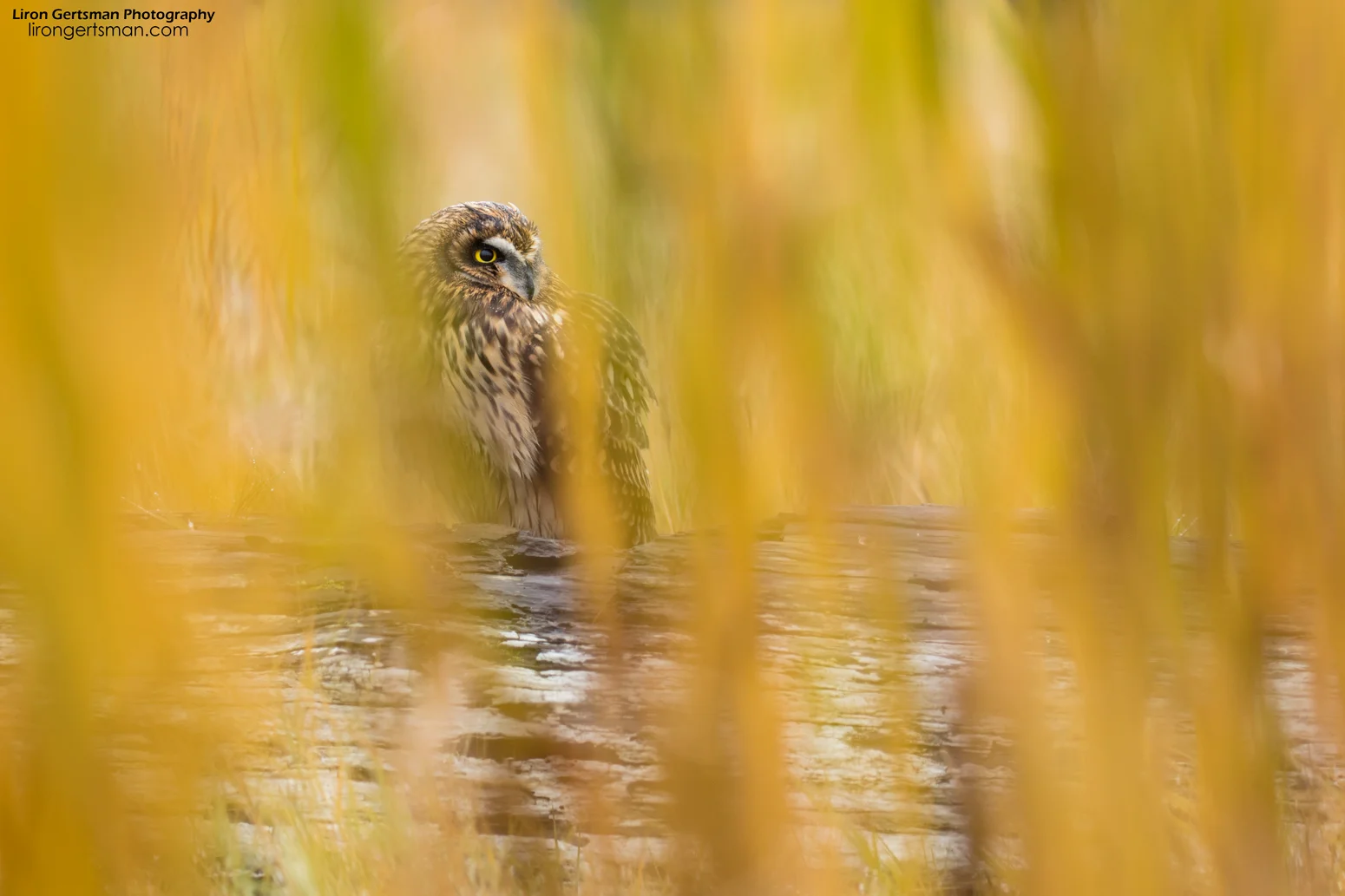 Short-eared-Owl-web.jpg