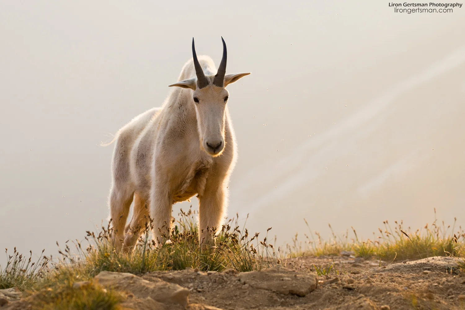 While I spent most of my time photographing the goats in their environment with a wide angle lens, I did spend some time with my long lens taking more traditional photos. Look at this stunning, muscular billy stretching at the top of a hill in the early morning light!