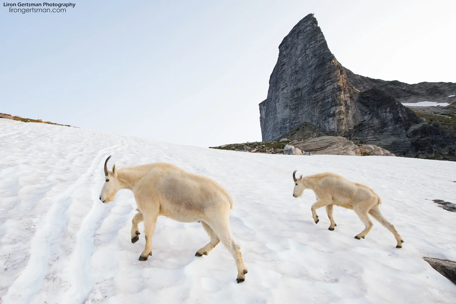 Even though it was Summer, there was still some snow up in the alpine and the goats occasionally walked across the ice. Being the expert climbers they are, they did it with relative ease, while my attempts often included much slipping and sliding.