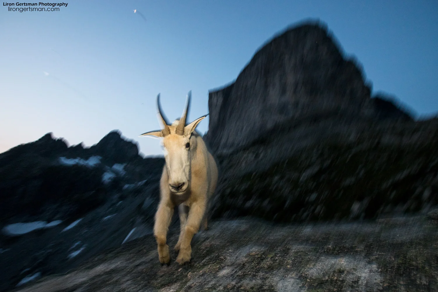 As it got darker each night, the "blue hour" provided some new opportunities for more unique and abstract photos. Here, I used a slow shutter speed and a flash to create this motion-blur effect as this goat walked towards me.