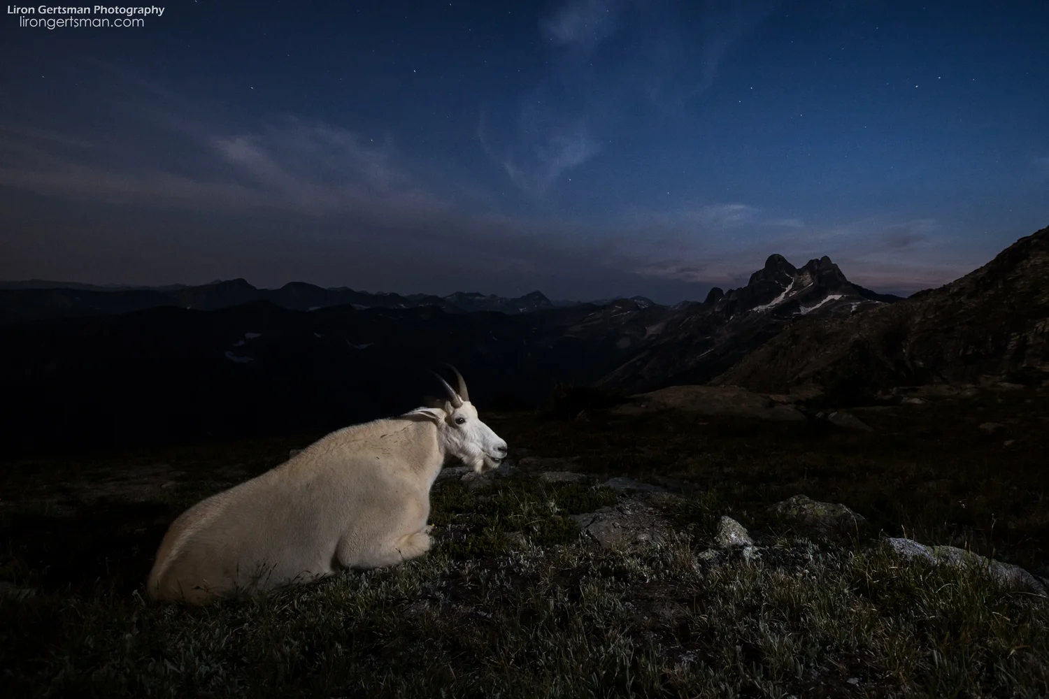 It was incredibly picturesque to observe the goats relaxing at twilight as stars began to emerge in the sky. While they were surely just resting, it almost seemed as though they were enjoying taking in the scenery as much as I was.