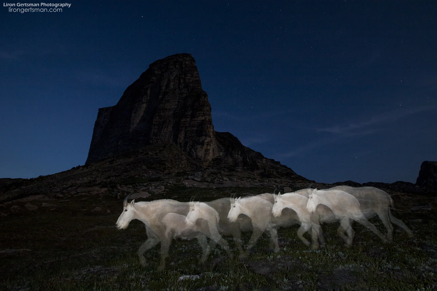 While it was always amazing to observe the goats, perhaps the most amazing time to photograph them was at night. As this goat walked through the frame, I triggered a handheld off-camera flash multiple times during a long exposure to create the effect you see here. The near full moon also helped to light the stunning alpine landscape.