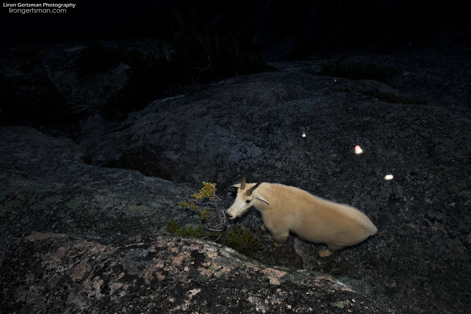 At night, small bugs flying around close to the camera often were lit up in our images due to the flash. This ended up creating a neat effect.