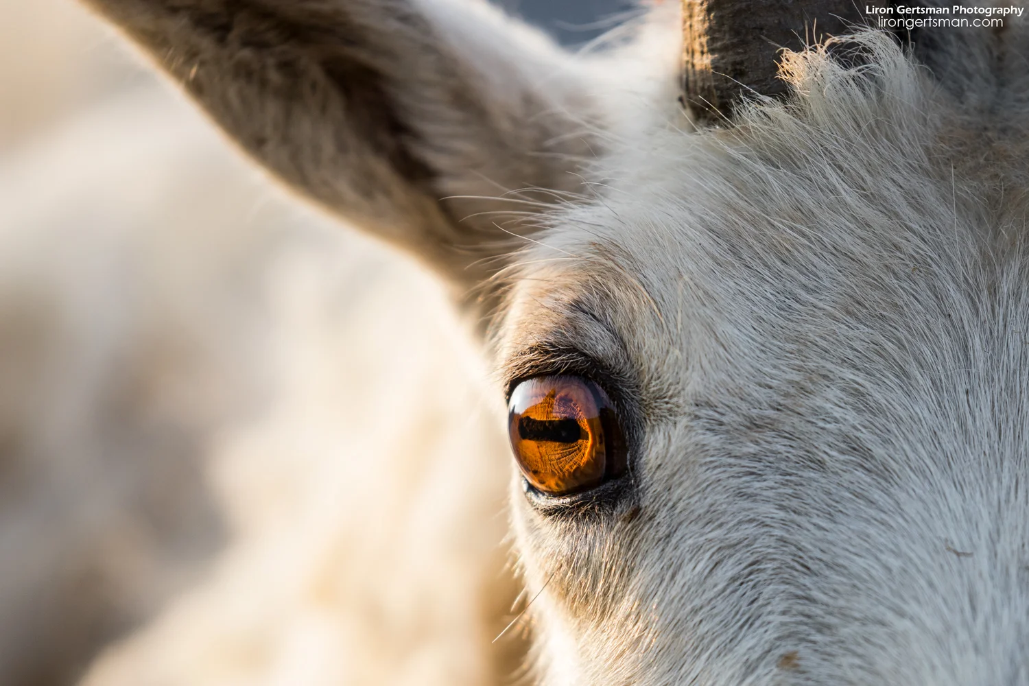When I first got a close look at the eyes of a Mountain Goat, I knew I had to get a closeup. Isn't that a crazy eye? This was photographed with a 400mm lens near minimum focusing distance.