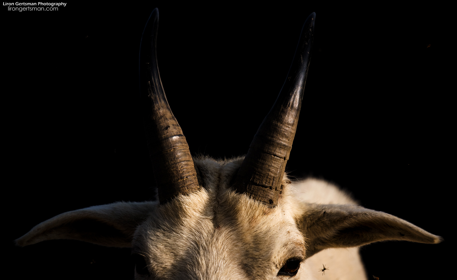 Whenever a large billy goat would approach, I got a good look at the horns, and it served as a strong reminder of their potential power. On the last day, I made it my mission to get a photo showcasing this. When a goat stood in the spotlight of the morning sunshine against a hillside in shade, I focused on the horns and got this shot.