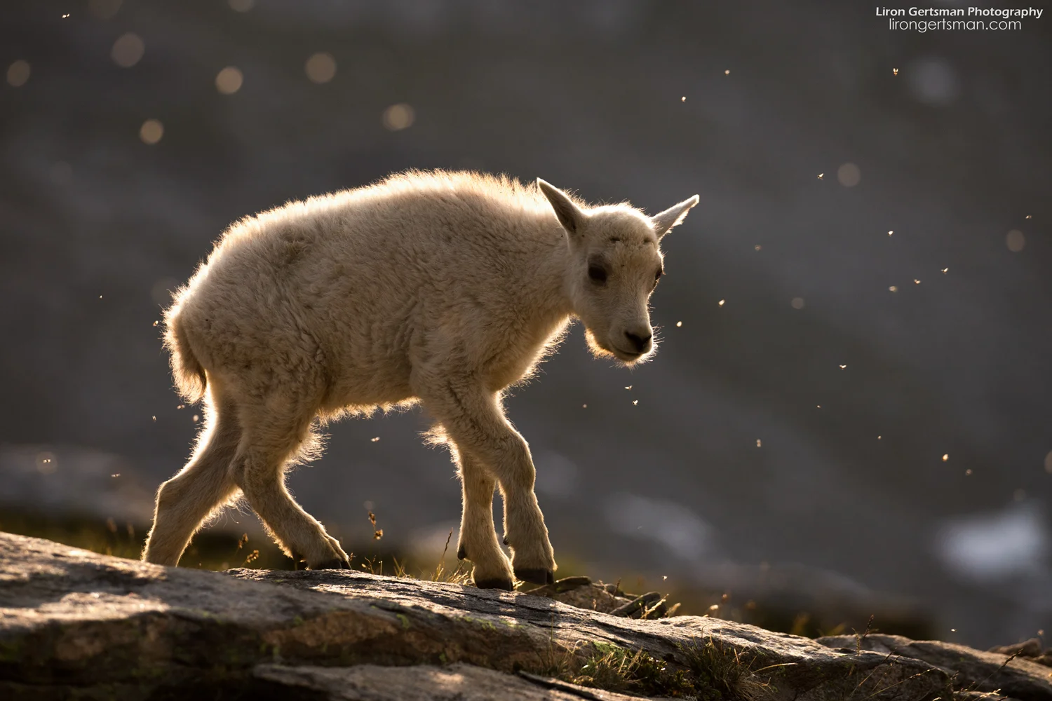 The herd of Mountain Goats had two young kids. It was adorable to watch them walk precariously among the rocks. In this photo, you can see the flies that were perpetual in the area, particularly around the goats. I'd never experienced so many biting insects before; different types would swarm all throughout the day, but I couldn't let that disuade me from spending time taking pictures.