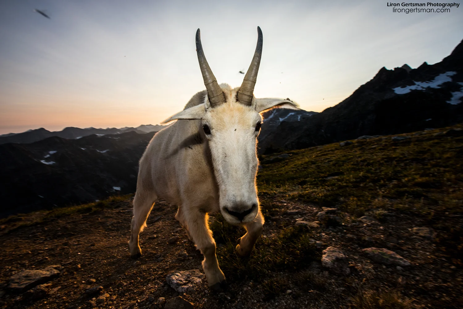 After spending four days (three nights) with the goats, it was time to move on. We had an incredible time in this amazing place, and I felt as though I had gotten to know the individual personalities of many of the goats. It was hard to leave "Big Boy" (this goat) and the rest of the herd, but we had unfforgetable experiences and memory cards filled with pictures.