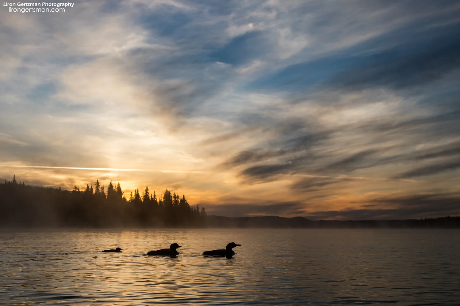 Common-Loon-family-sunrise-wide-web.jpg