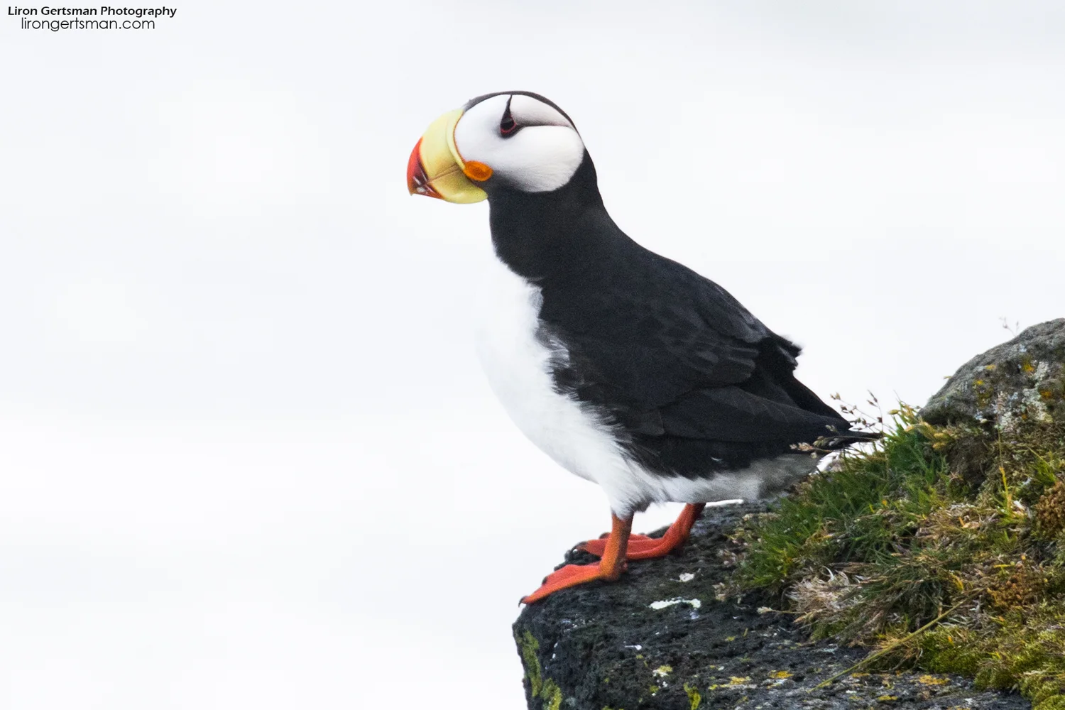 Horned-Puffin-web.jpg