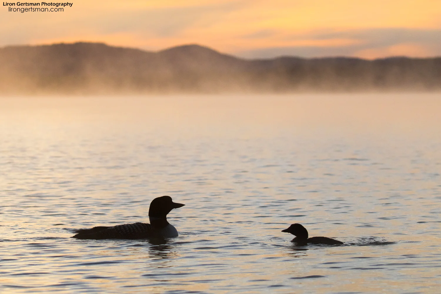 Common-Loons-morning-web.jpg