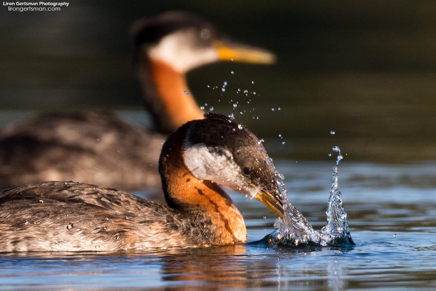 Red-necked-Grebe-splash-web.jpg