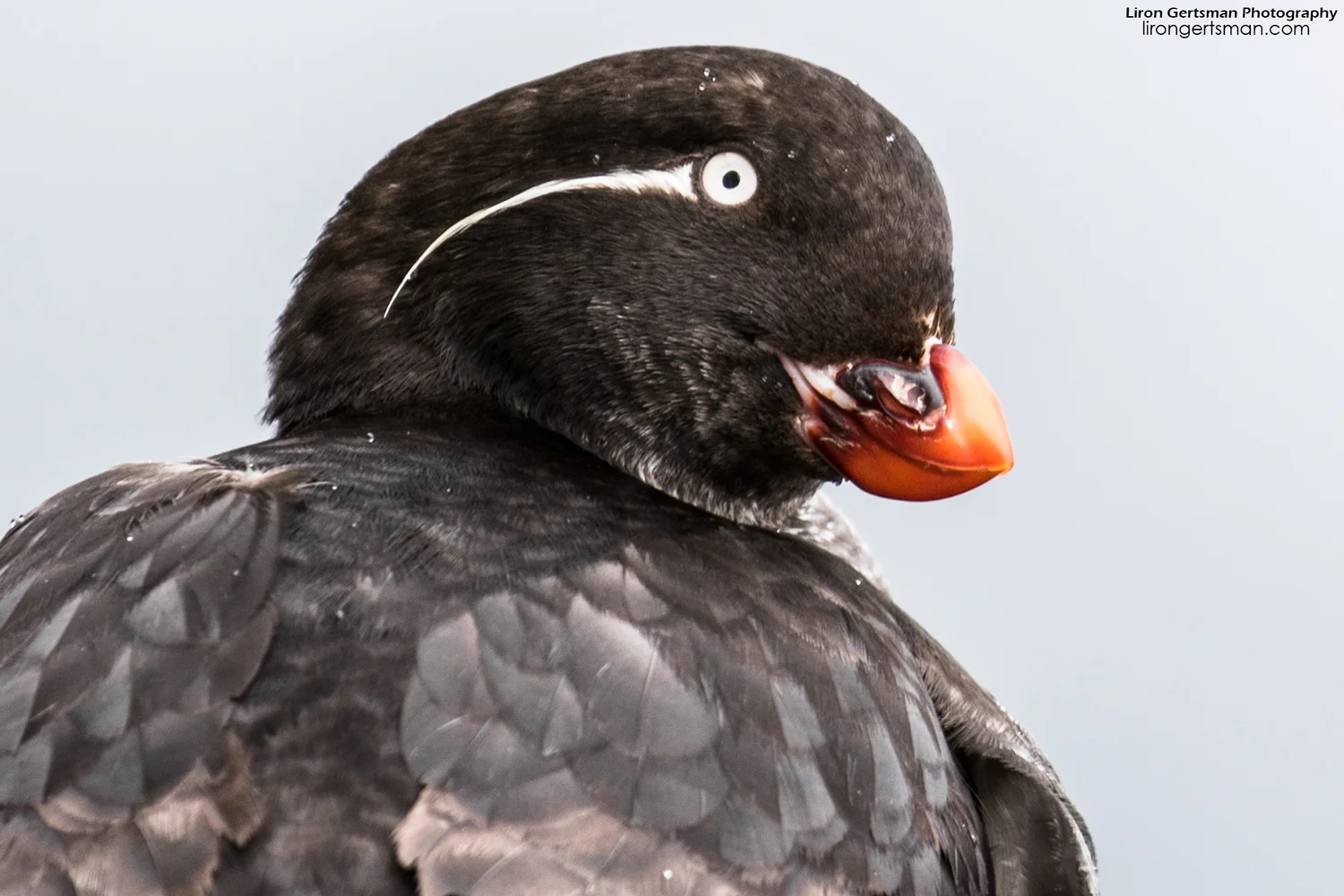 Parakeet-Auklet-closeup-web.jpg
