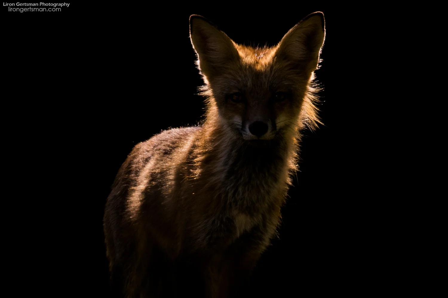 Red-Fox-backlight-spotlight-web.jpg
