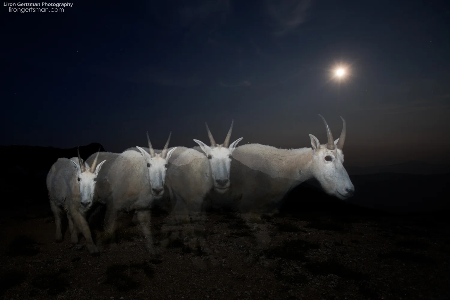 Mountain-Goat-Ghosts-dodge-edit-1-final-web.jpg