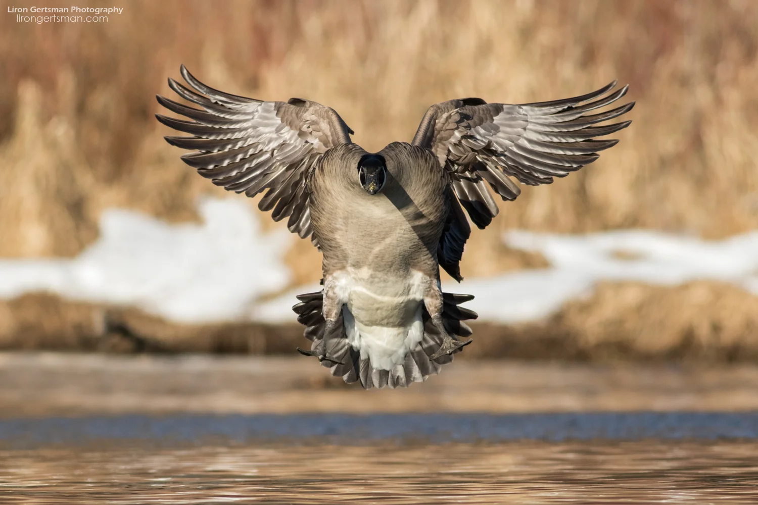 Canada-Goose-landing-web.jpg