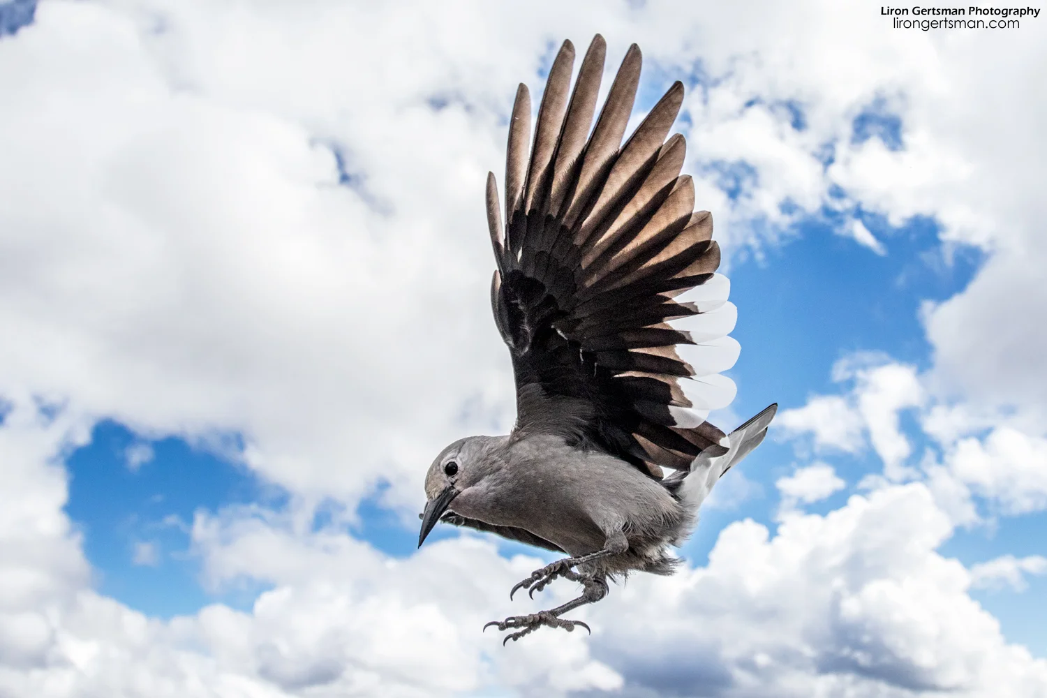 Clark's-Nutcracker-wide-web.jpg