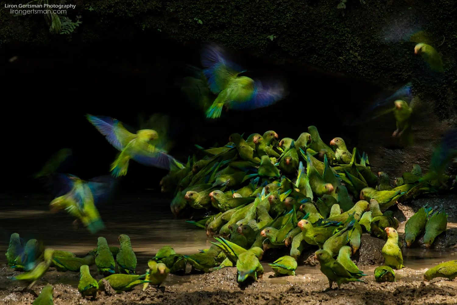 Cobalt-winged-Parakeet1-web.jpg