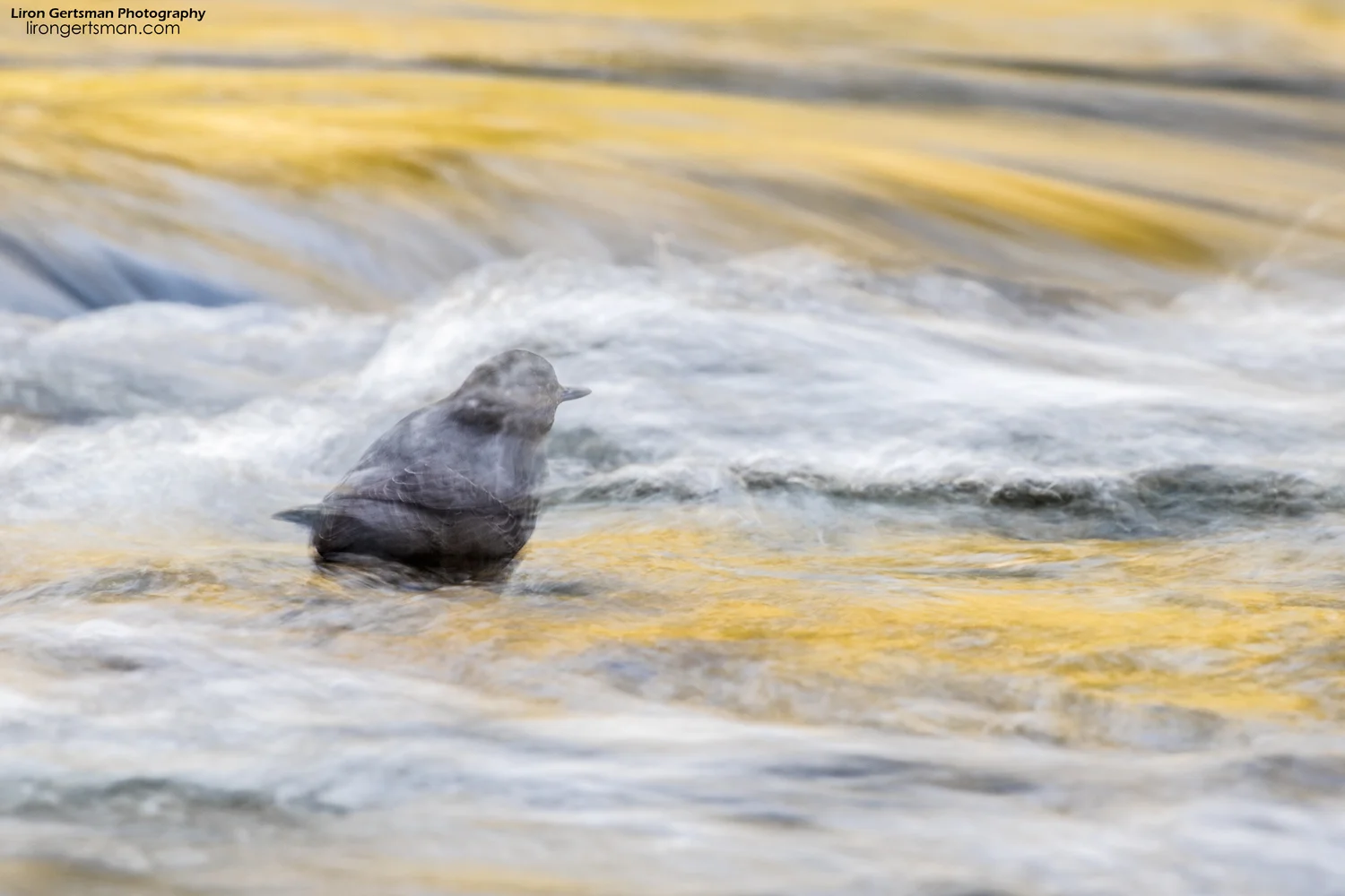 American-Dipper-abstract-web.jpg