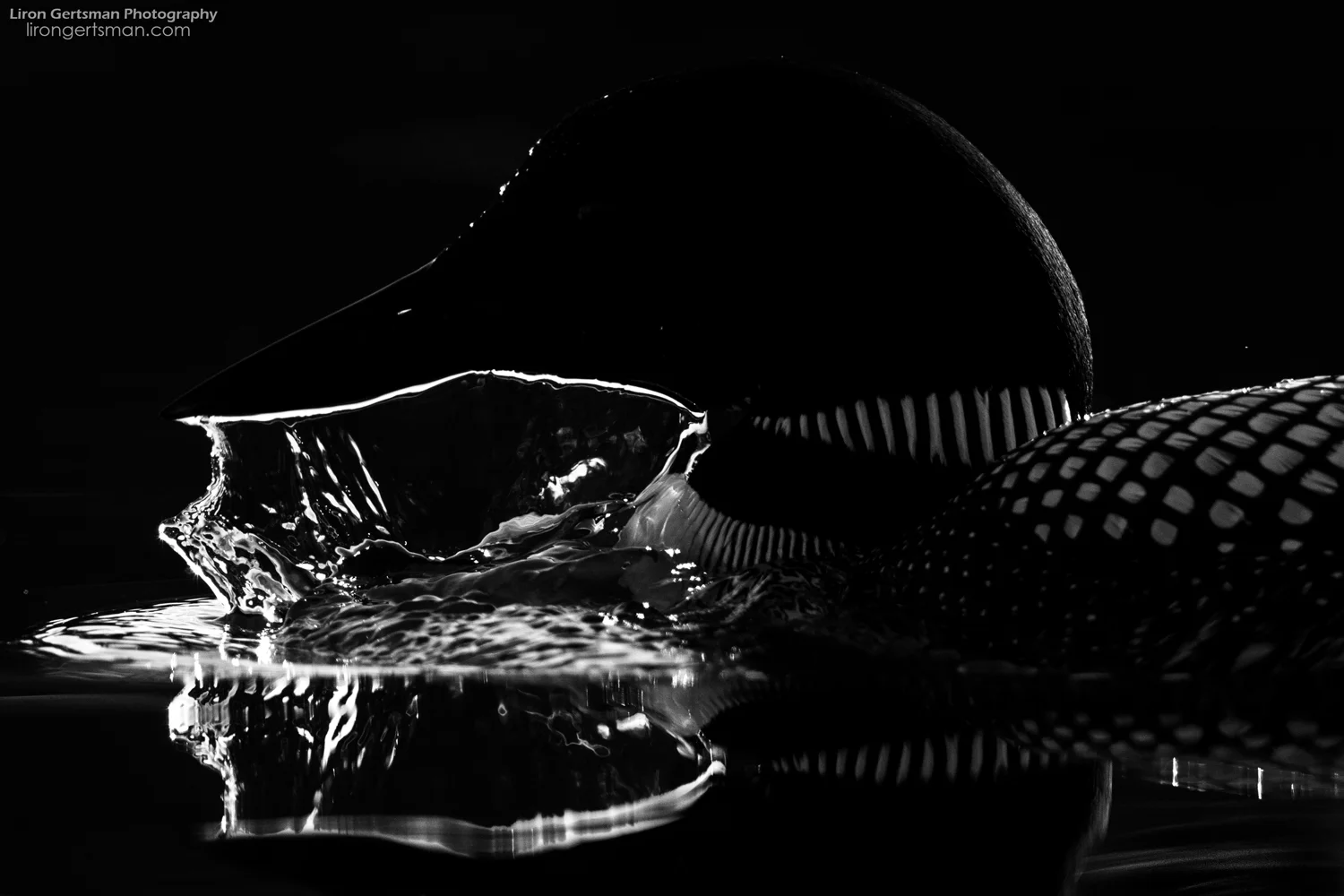 Common-Loon-dark-water-web.jpg