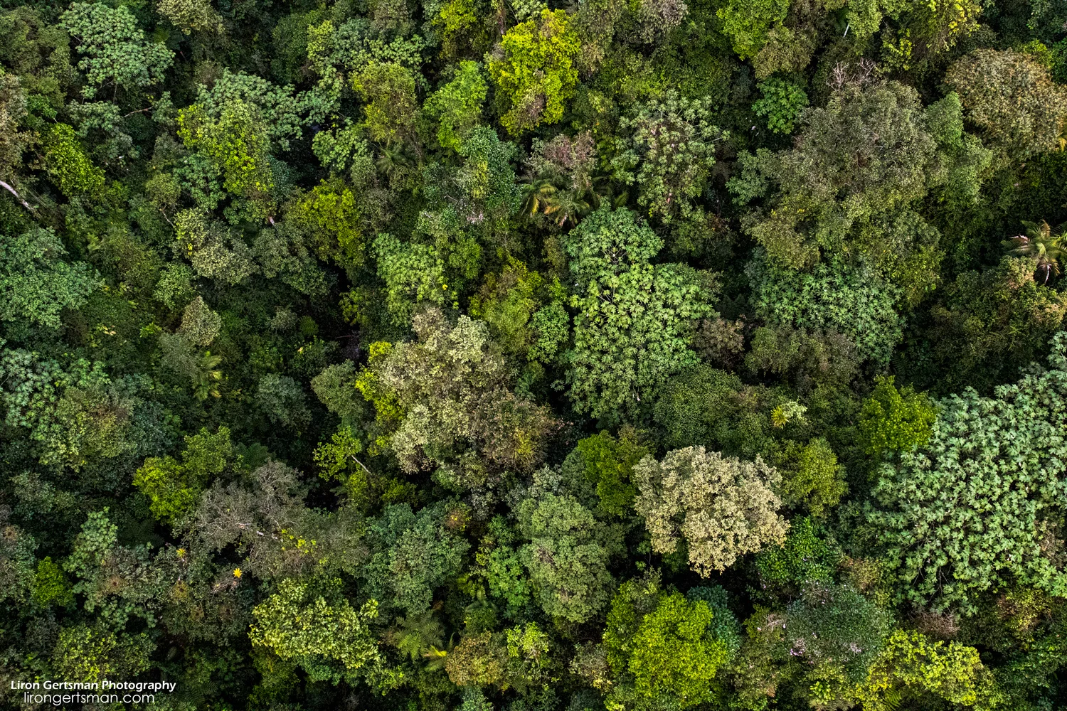forest-web.jpg